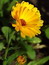 Calendula officinalis, Ringelblume, Färbepflanze, Färberpflanze, Pflanzenfarben,  färben, Klostergarten Seligenstadt